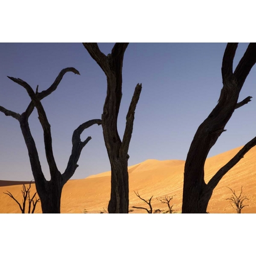 Tree and dunes, Dead Vlei, Sossusvlei, Namibia